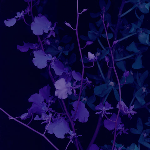 Ultra Violet