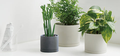 Warm your home with an indoor garden