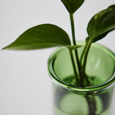 Single Propagation Vase Small