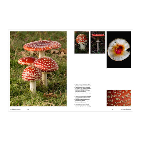 Psychoactive Plants and Fungi