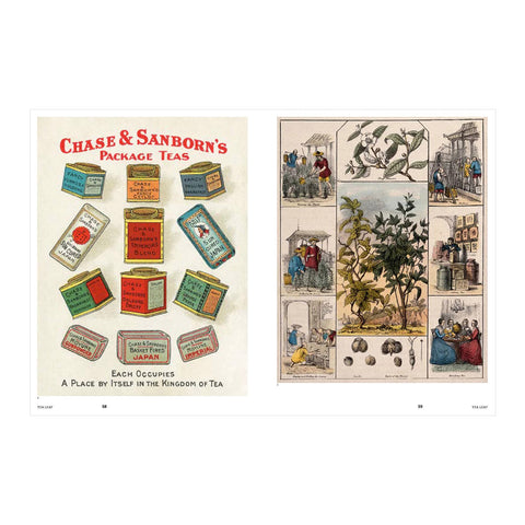 Psychoactive Plants and Fungi