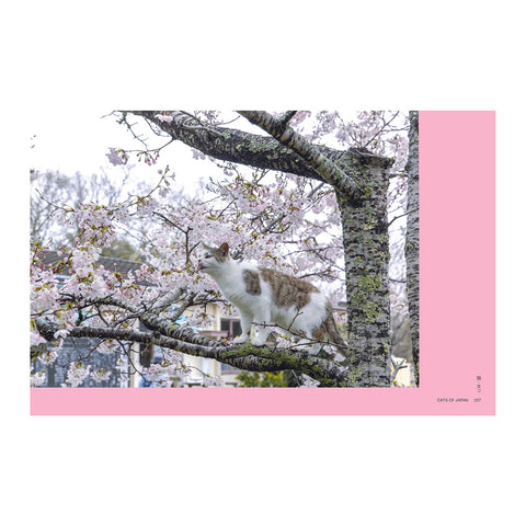 Neko: Cats of Japan