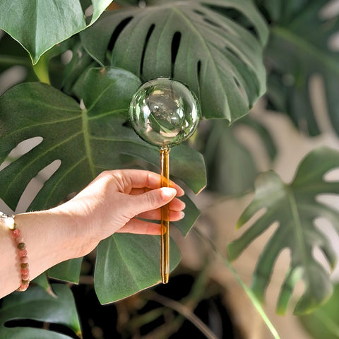 Self-Watering Plant Globes Set of 2